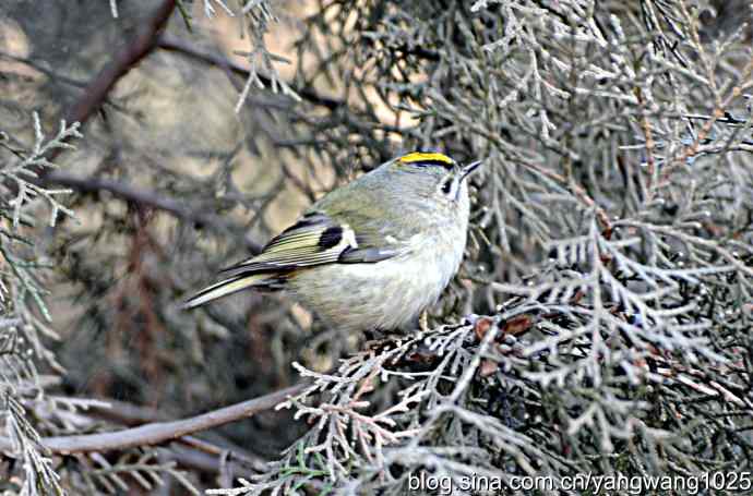 柏树丛中的戴菊 wbr3