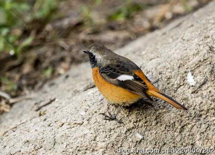 230.打鸟归来收获多多---2.北红尾鸲 230.打鸟归来收获多多---2.北红尾鸲