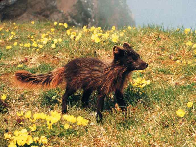 犬科：狐亚科之北极狐（雪鸮、雷鸟）