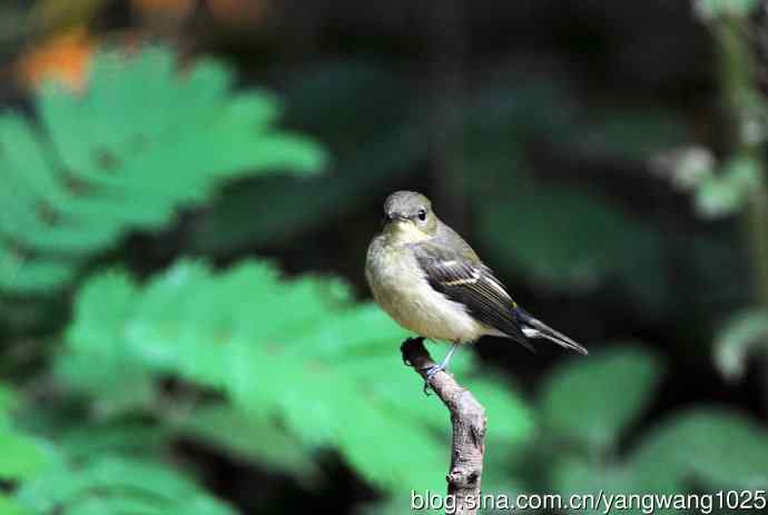 雌性白眉姬鹟（6）