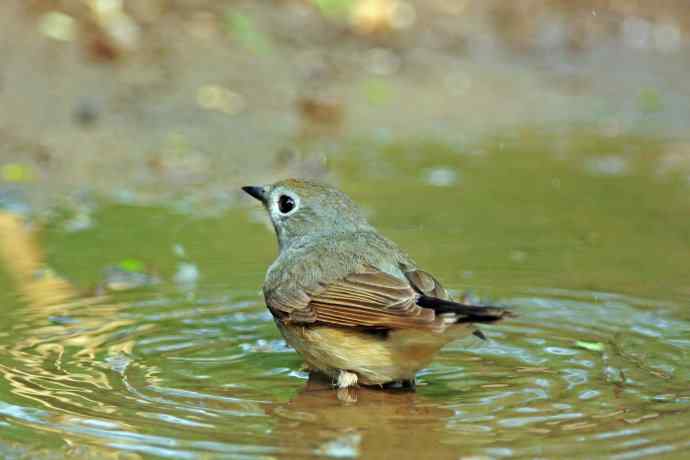 雄性红喉姬鹟（9）