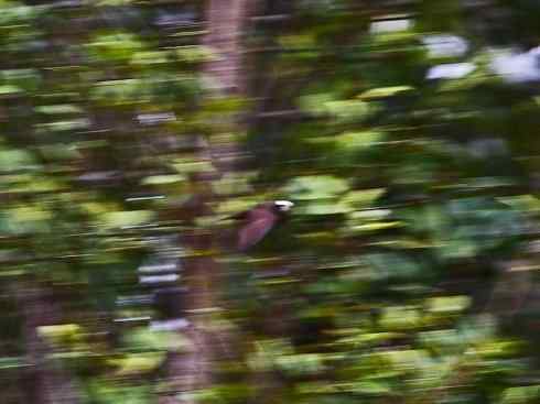 白头鸟系列:另类的美丽5 白头鸟系列:另类的美丽5