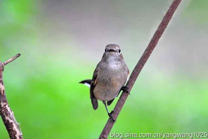 秋天的红喉姬鹟（6）