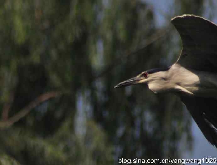 夜鹭(大丽抓拍) 夜鹭(大丽抓拍)