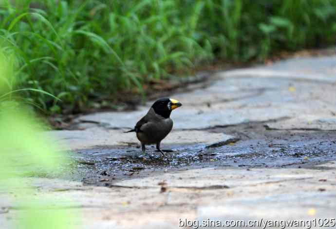 黑尾蜡嘴雀（雄）