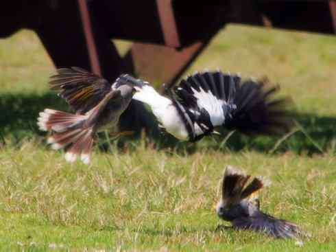 雀鸟也彪悍：角斗士（鹊鹨）