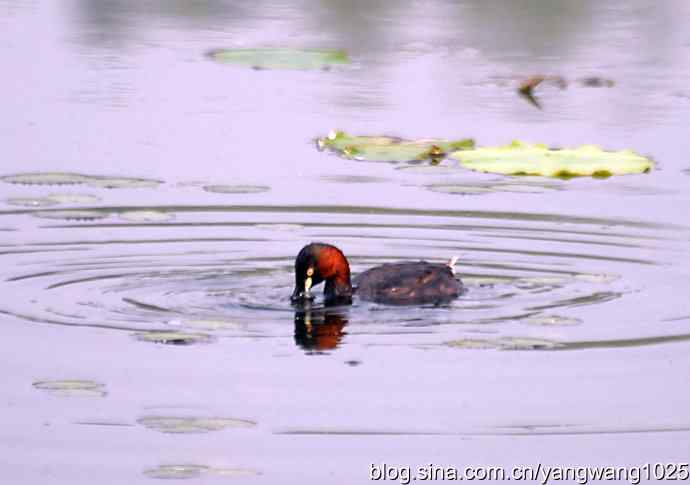 早餐 wbr鈥斺斝t捕鱼纪实