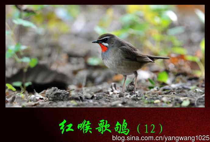 红喉歌鸲（12）