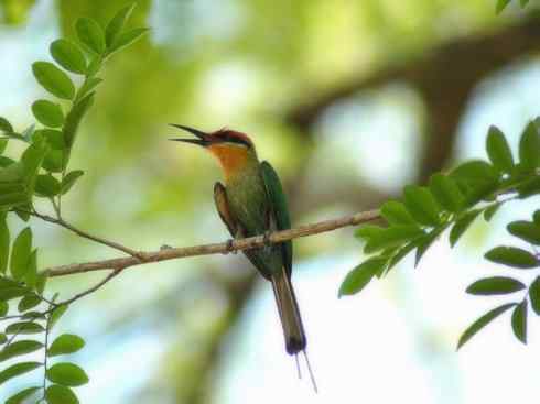 绝色攀禽：佛法僧目之蜂虎2