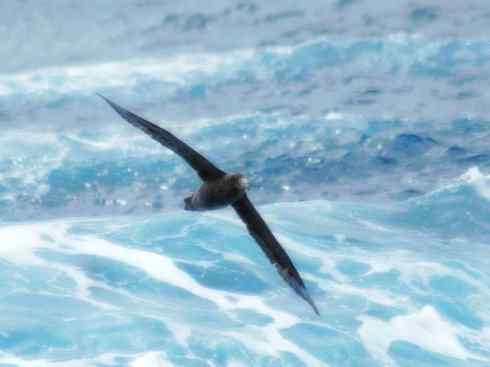 天生猎手：非猛禽类猎手之四（荒漠猎手走鹃）