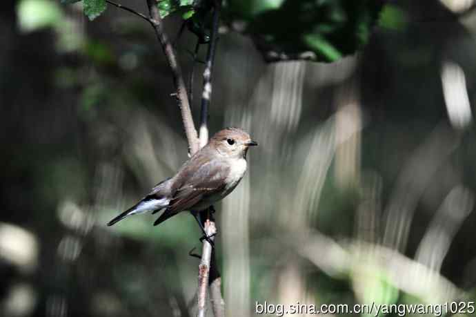 红喉姬鹟（16）