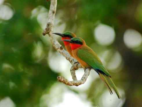 绝色攀禽：佛法僧目之蜂虎4