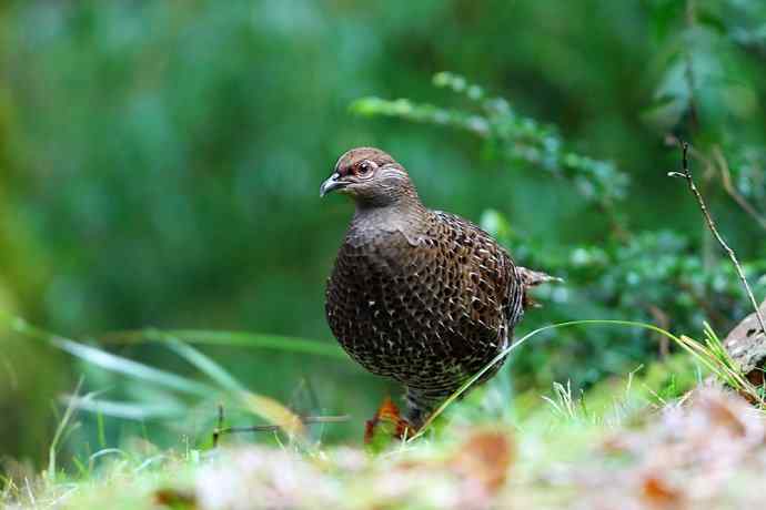 台湾特有鸟类——黑长尾雉（帝雉）