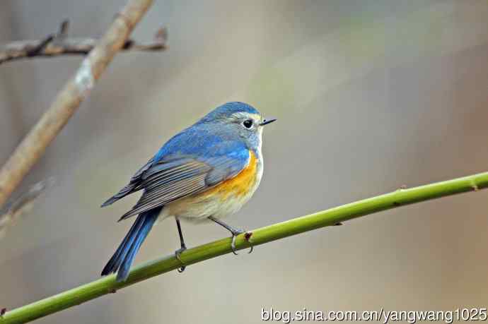 雄性红胁蓝尾鸲（24）