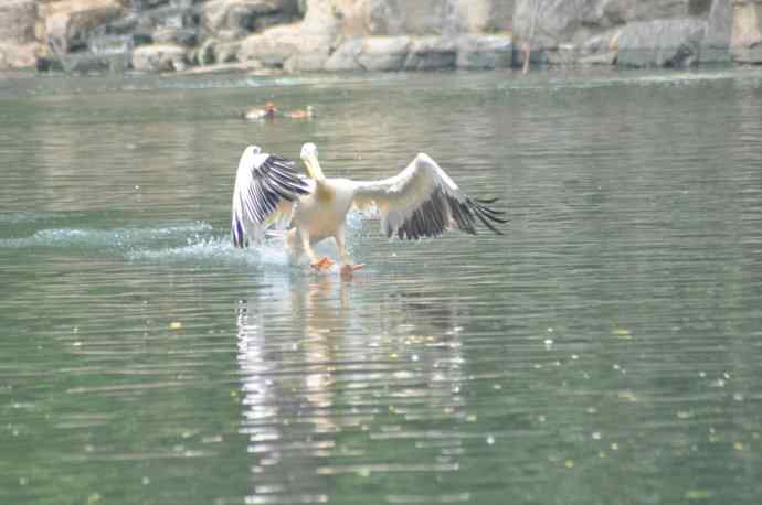 再次看到鹈鹕飞