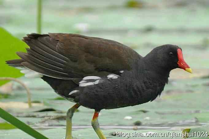 喜拍黑水鸡(奥体公园)
