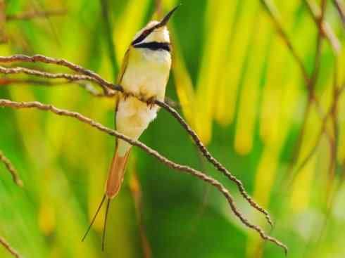 绝色攀禽：佛法僧目之蜂虎4