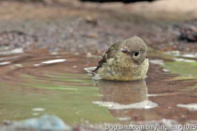 雌性白眉姬鹟（18）