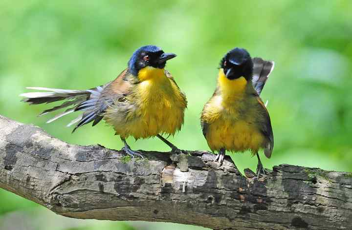 稀世之鸟——黄喉噪鹛视频