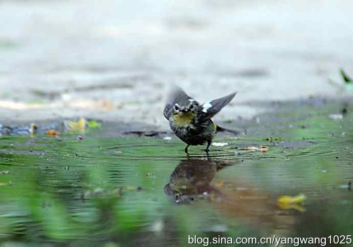 白眉姬鹟（雌）