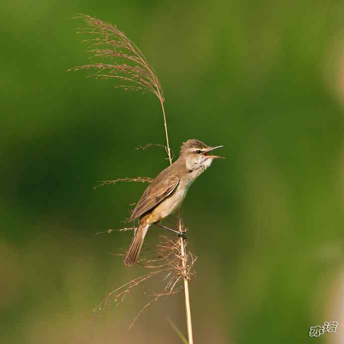 衡水湖&nbsp;wbr路&nbsp;wbr东方大苇莺