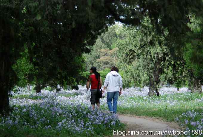 黑喉石鵖很厚道