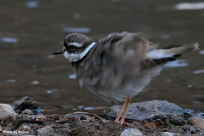 鸟为悦己者容(长嘴剑鸻梳妆)