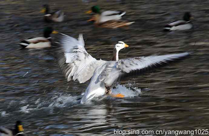 舞(斑头雁)1 舞(斑头雁)1