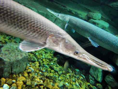 鱼类活化石：鳄雀鳝