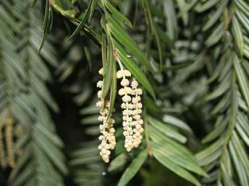 鱼类活化石：齿蝶鱼