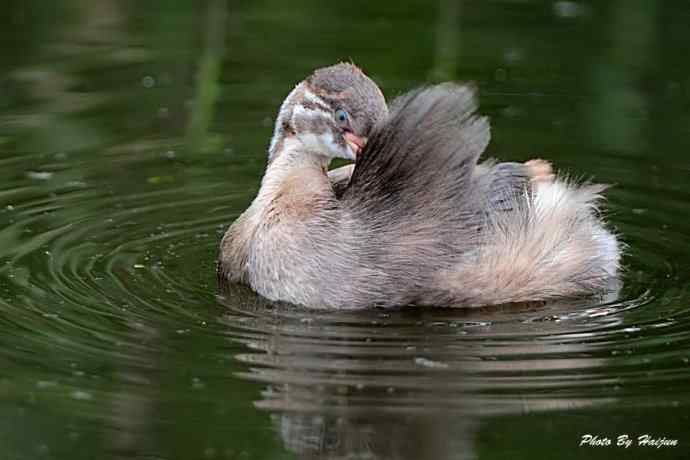 鸟鸟平等 wbr wbr决不搞鸟族歧视