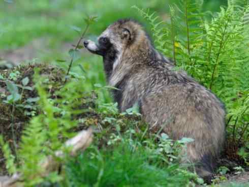 犬科:犬亚科犬属之貉 犬科:犬亚科犬属之貉