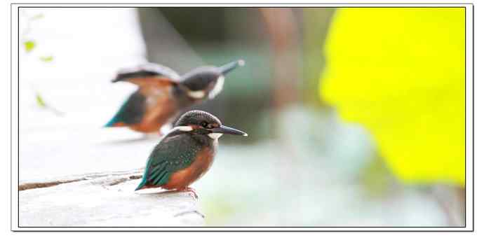 今天拍的刚出窝不久的小小翠