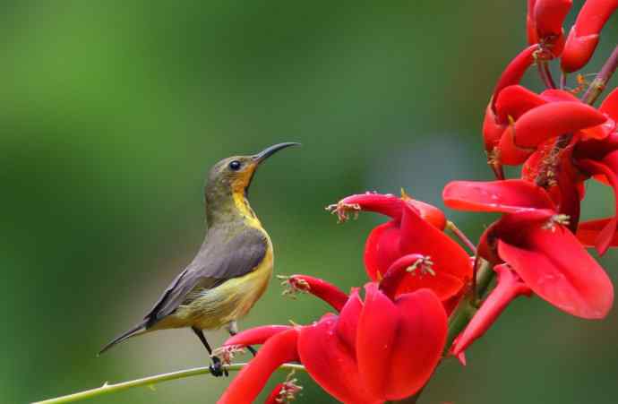 炮的野生鸟类摄影2012总结之三---黄昏界