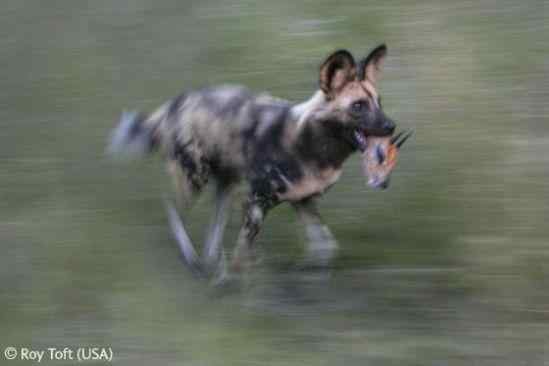 2007年度英国壳牌摄影大赛鸟类图片