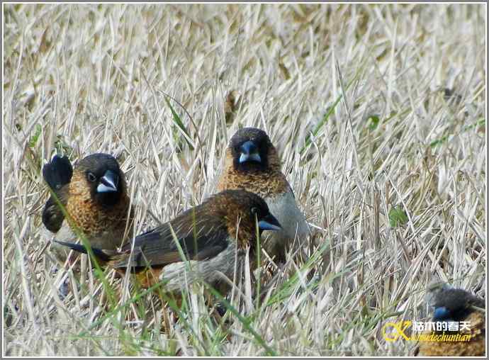 偷雀？文鸟！【照片】