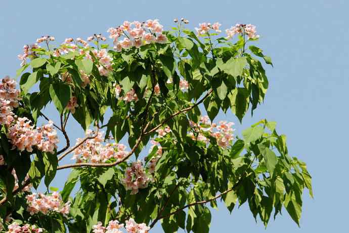 【新鸟】守株待鸟 wbr记录黑喉噪鹛