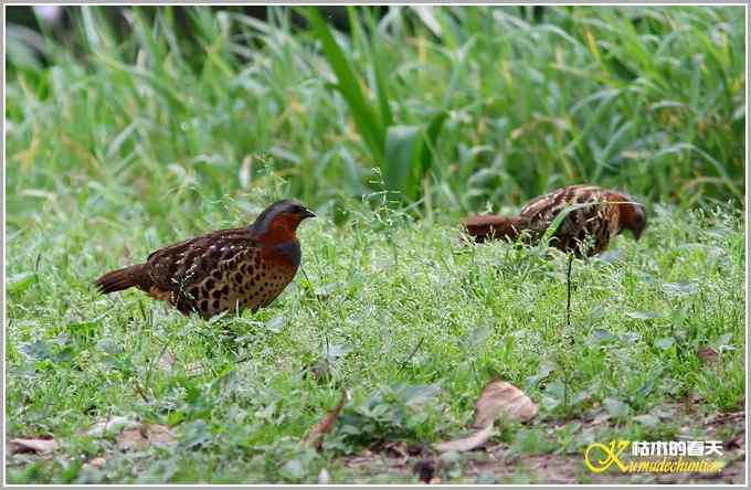 记录鈥溁倚刂窦︹潯菊掌