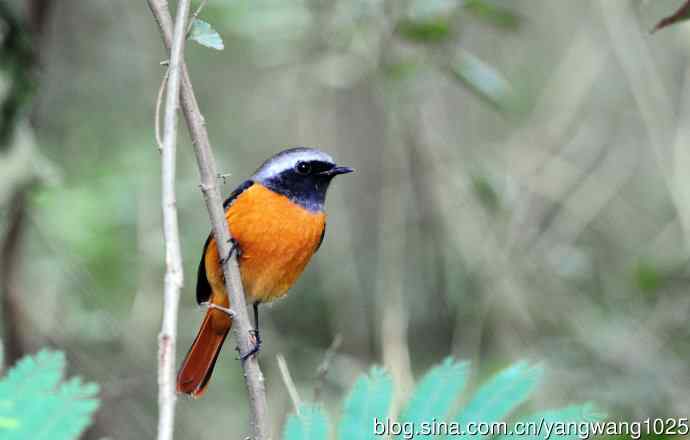 雄性北红尾鸲（16）