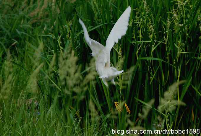 鸟友同游怀沙河