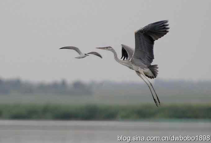 乌梁素海之草鹭鈥斺斈诿晒勰裥校ǘ）