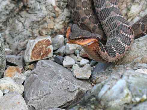 龙:传说的兽原型探秘(游蛇类) 龙:传说的兽原型探秘(游蛇类)
