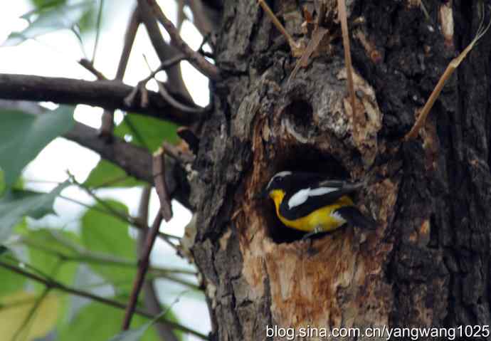 北京植物园的鸟类——到处奔波为儿忙（记白眉姬鹟育雏）