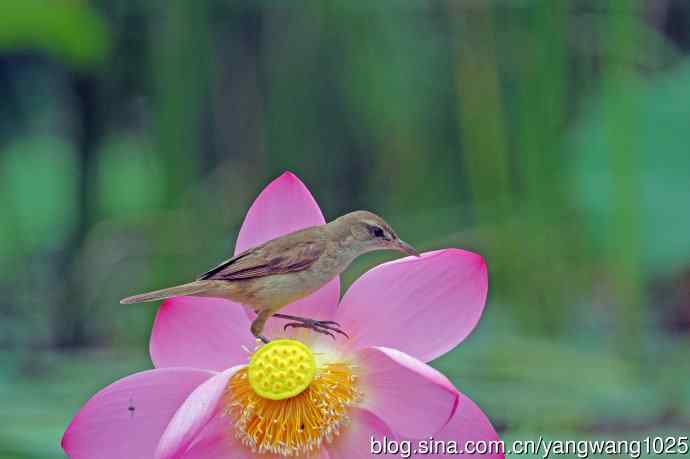 东方大苇莺与荷花（9）
