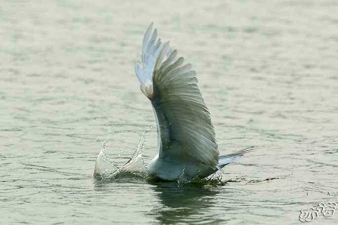 白鹭捕红鱼 白鹭捕红鱼