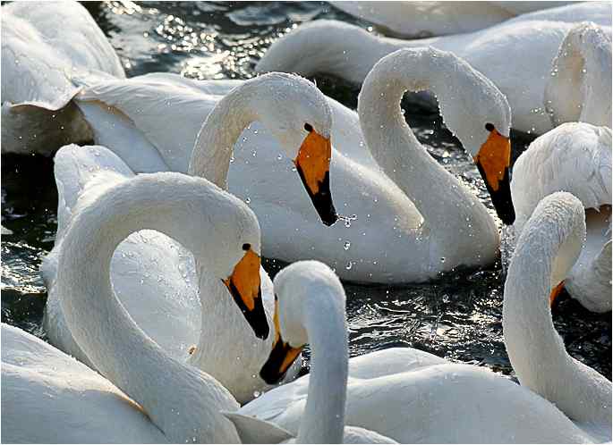 点击图片或使用键盘← →翻页