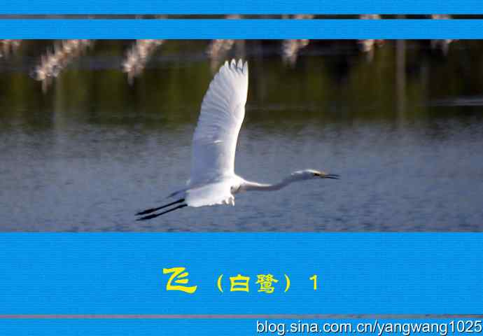 飞（白鹭）1