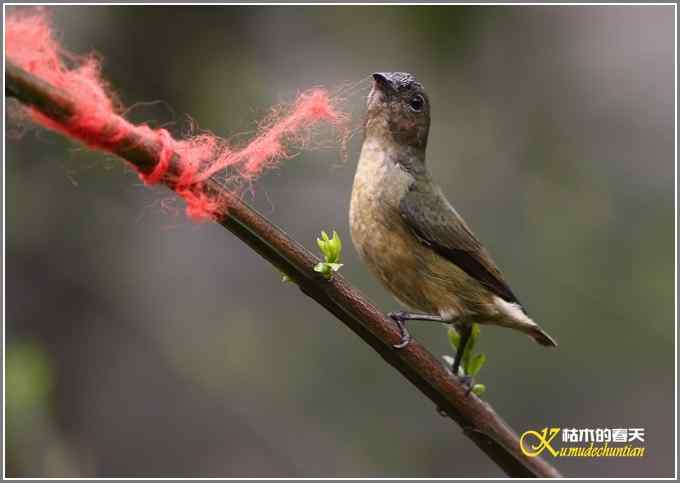 三天守候一只鸟【照片】
