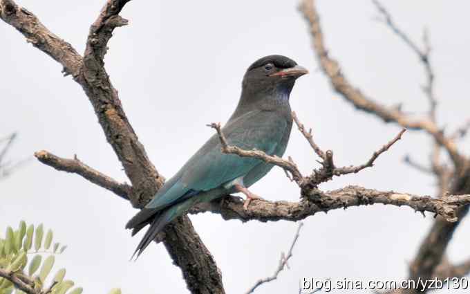 初识三宝鸟(组图) 初识三宝鸟(组图)
