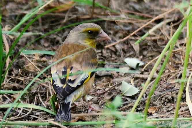 天坛公园寻鸟儿偶遇金翅雀